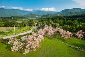A park with cherry blossom trees, a paved walkway, and distant mountains.