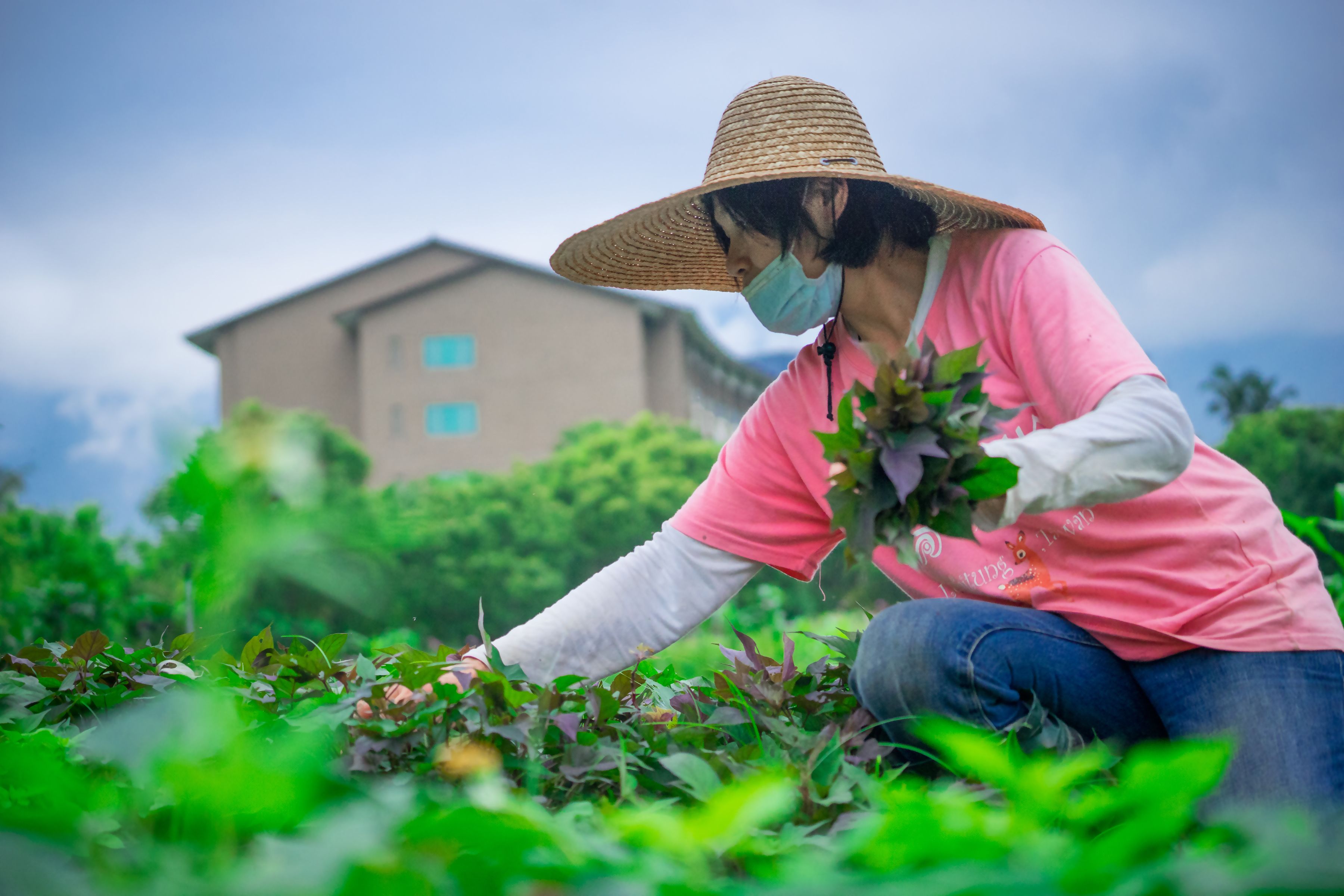 A person in a pink shirt and straw hat working in a garden with a building in the background.