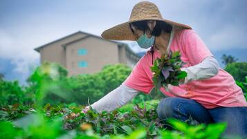 A person in a pink shirt and straw hat working in a garden with a building in the background.