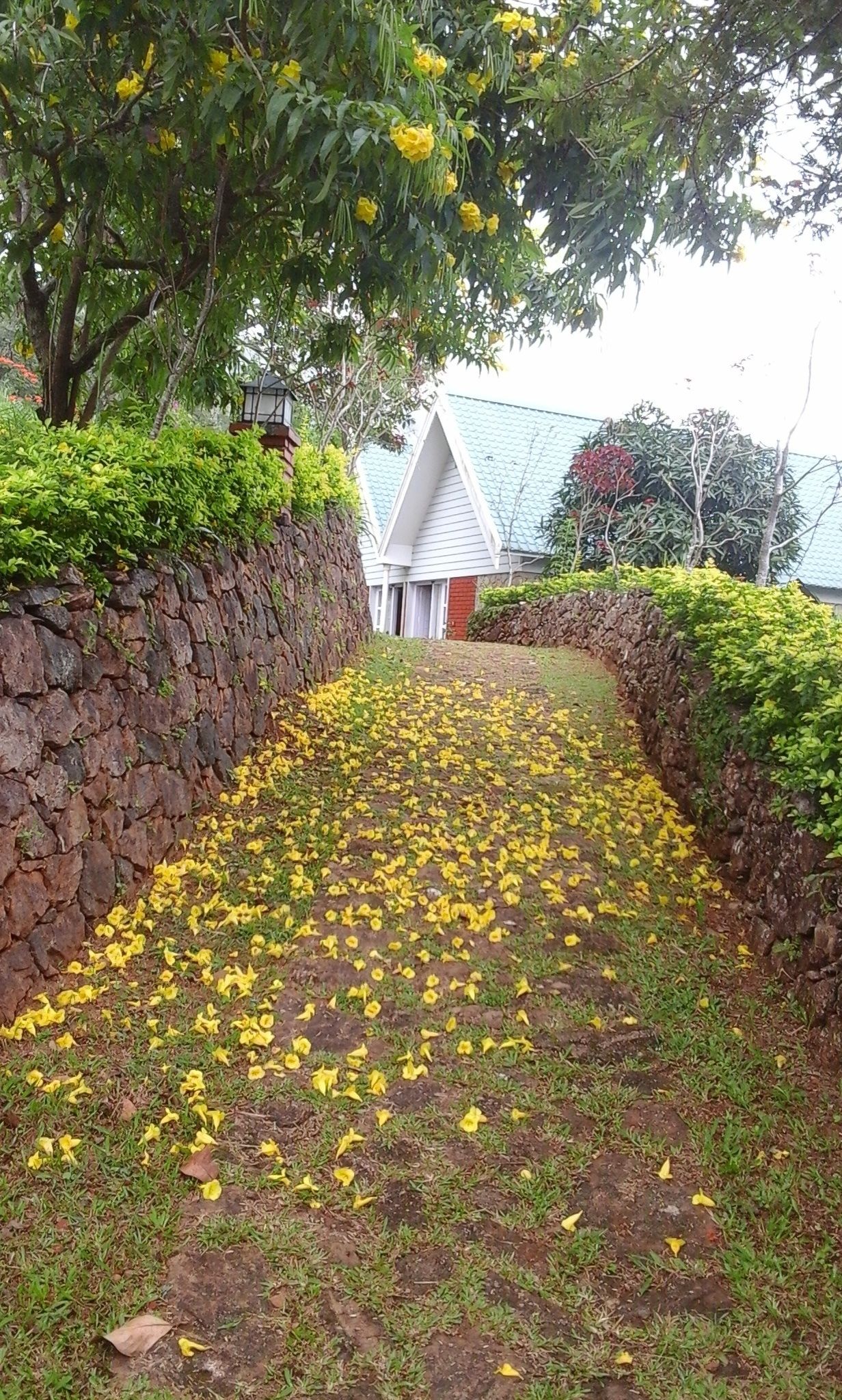 Ein Pfad, gesäumt von gelben Blumen und grünem Laub, der zu einem Gebäude mit weißer Fassade und rotem Dach führt.