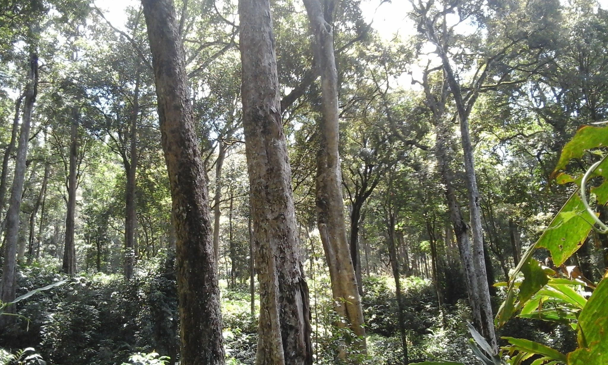 Un bosque denso con árboles altos y maleza abundante.