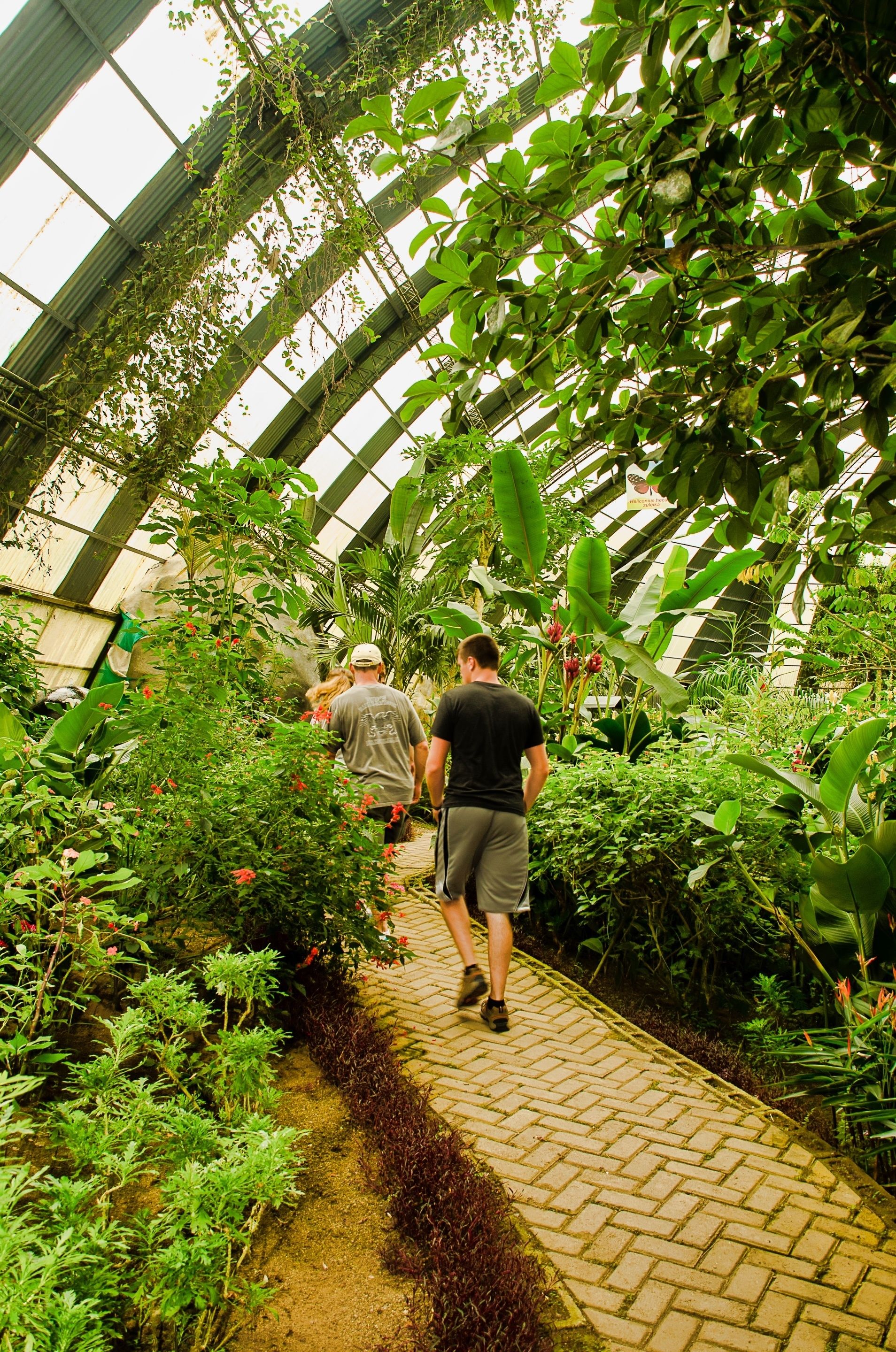 Foto - Ficus Sunset Suites