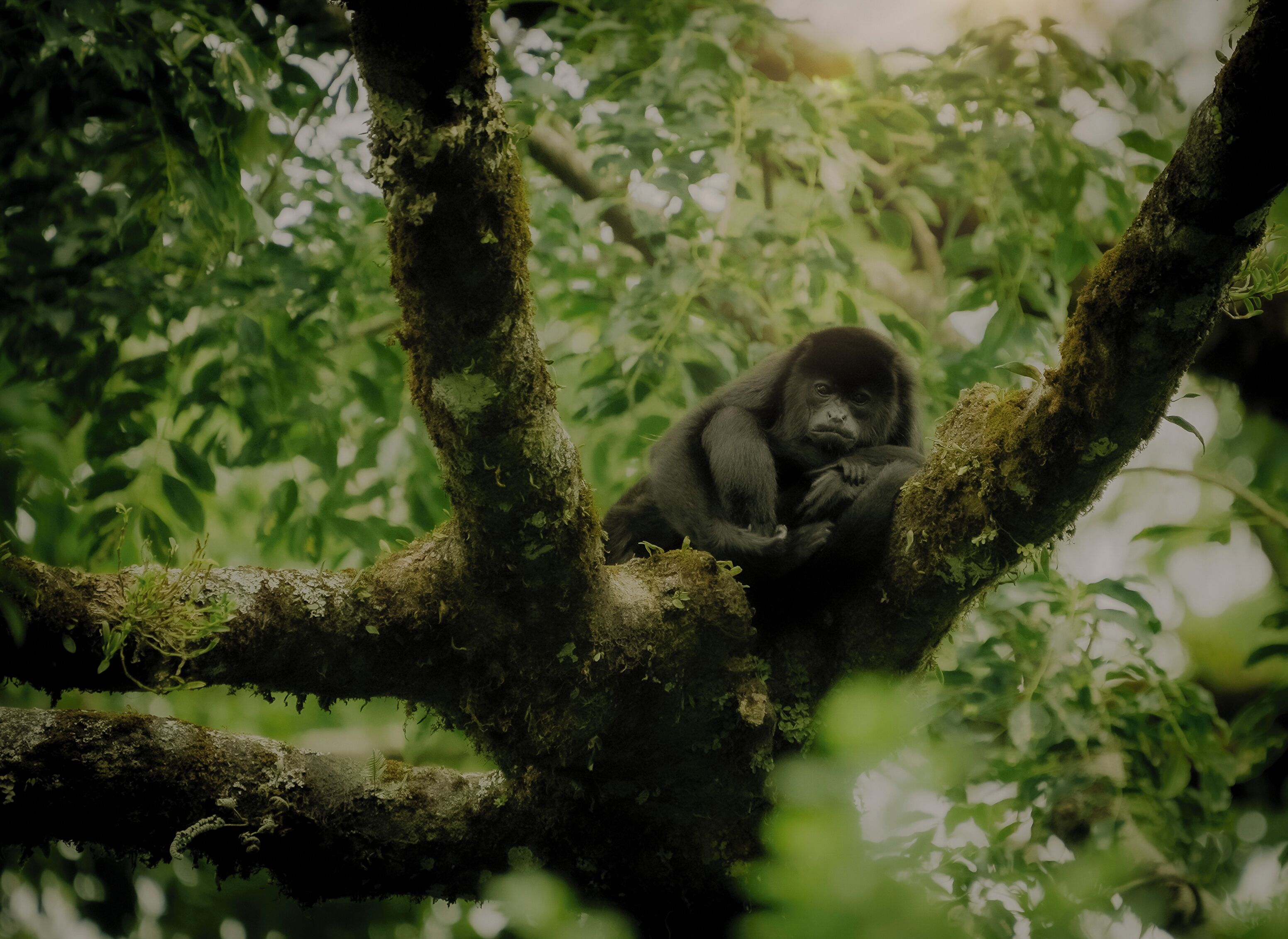 Un gorilla riposa su un ramo di un albero ricoperto di muschio in una foresta fitta.