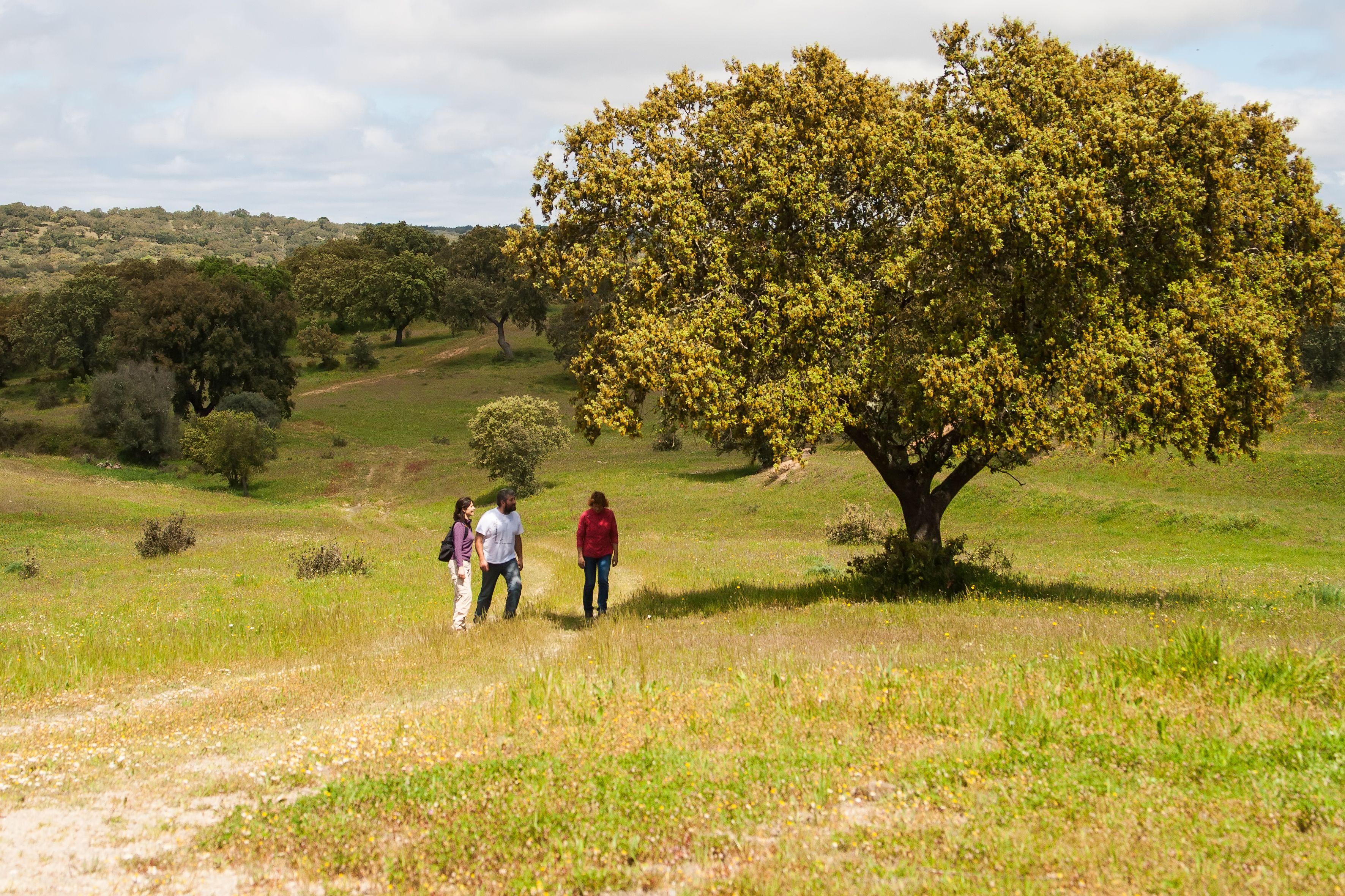 A group of people walking on a dirt path in a grassy field with trees.