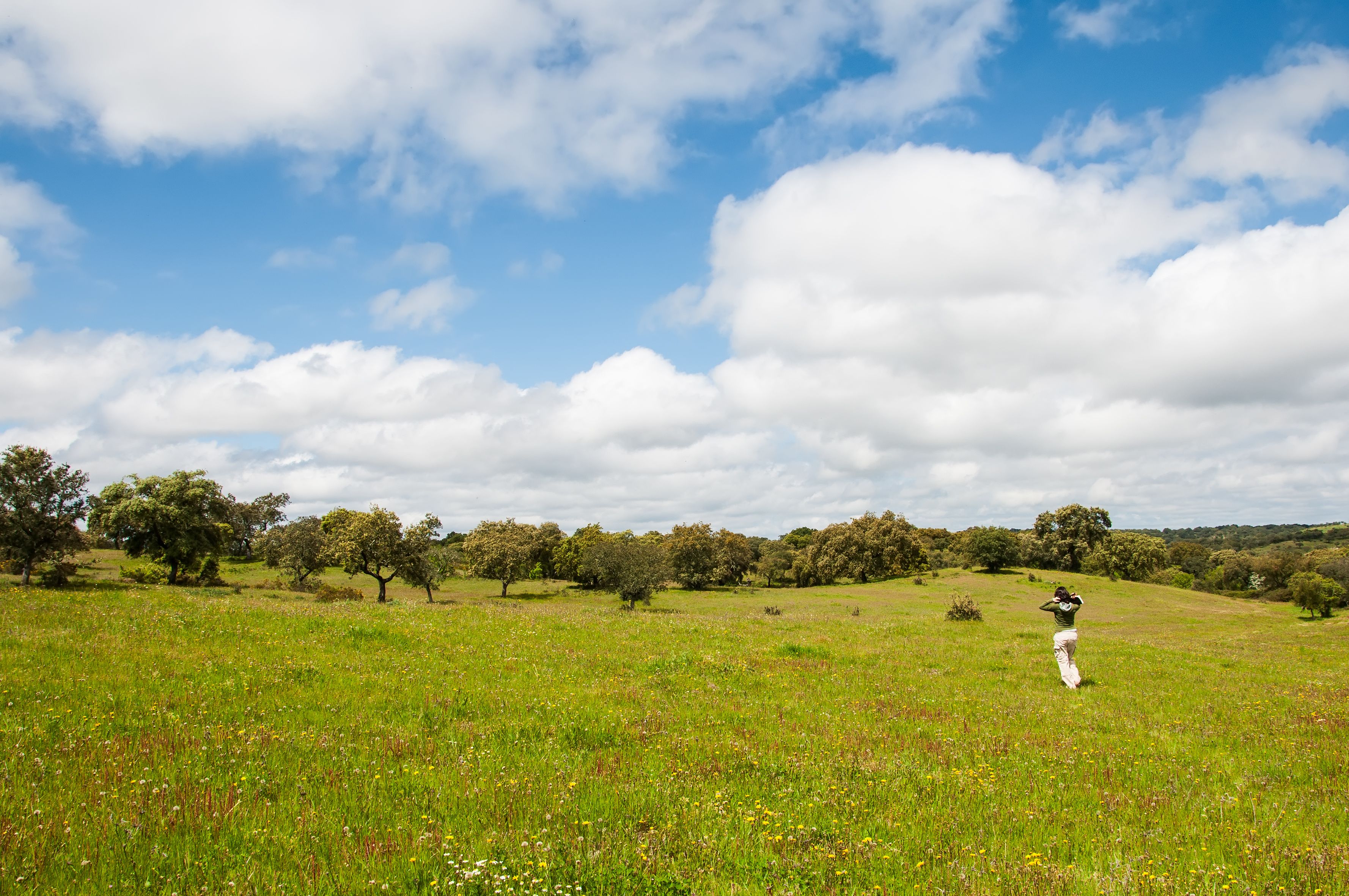 Ein grasbewachsenes Feld mit Bäumen und blauem Himmel.