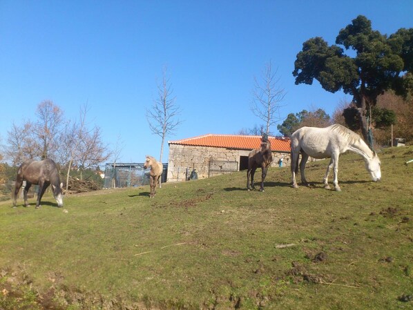 A stable with three horses grazing on a grassy hill.