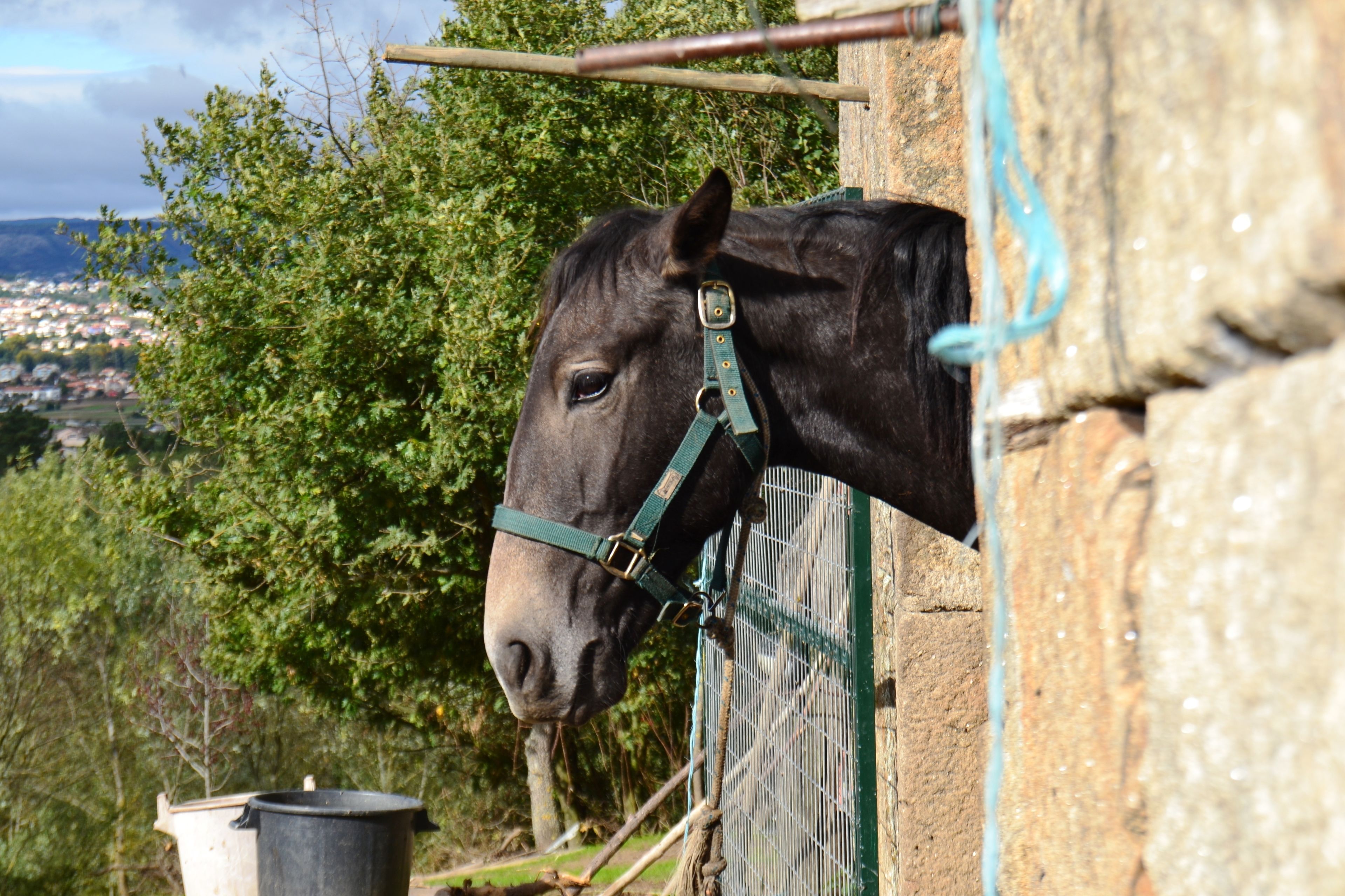 Foto - Quinta da Mata - Turismo de Habitação