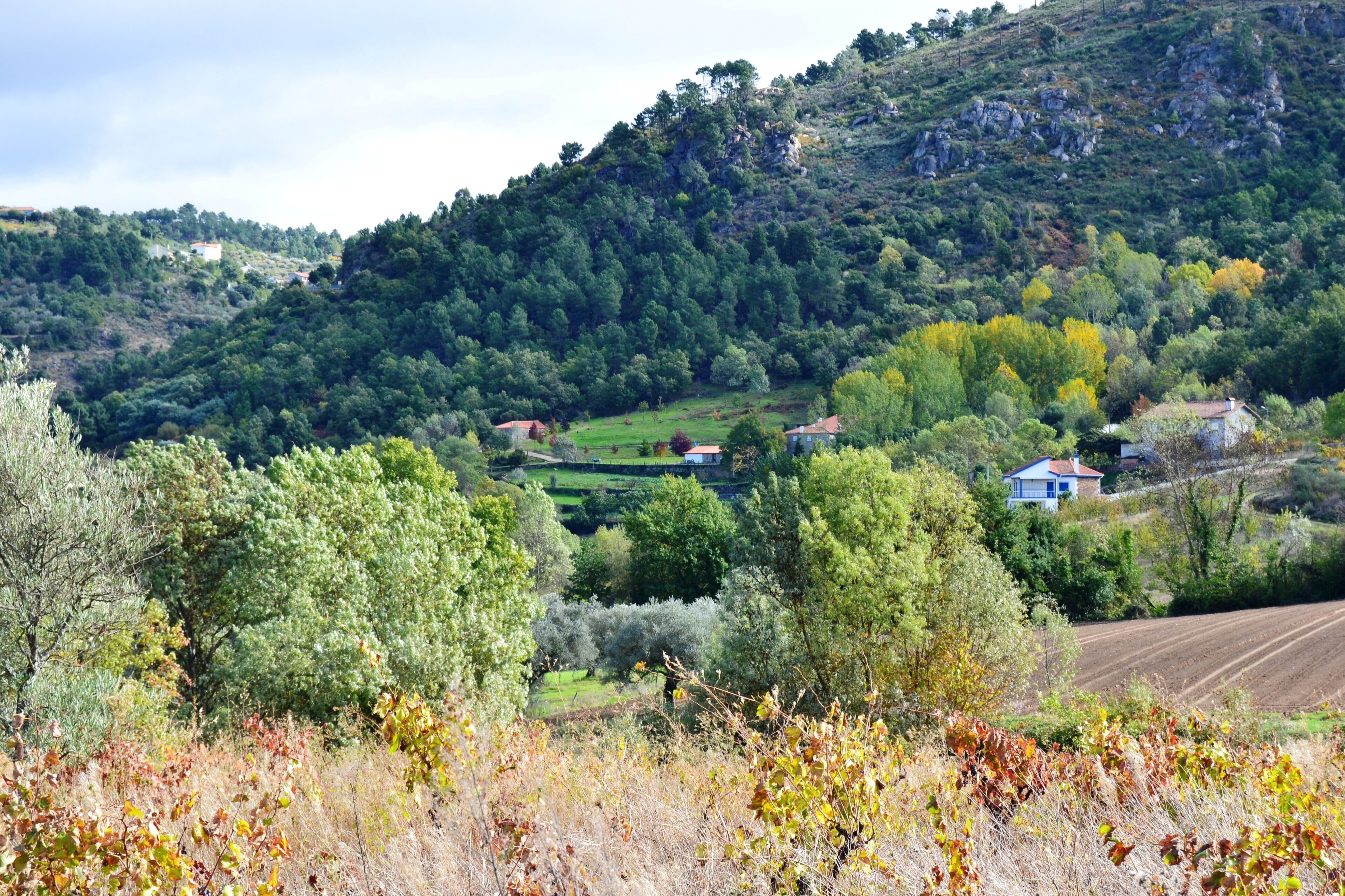 Foto - Quinta da Mata - Turismo de Habitação