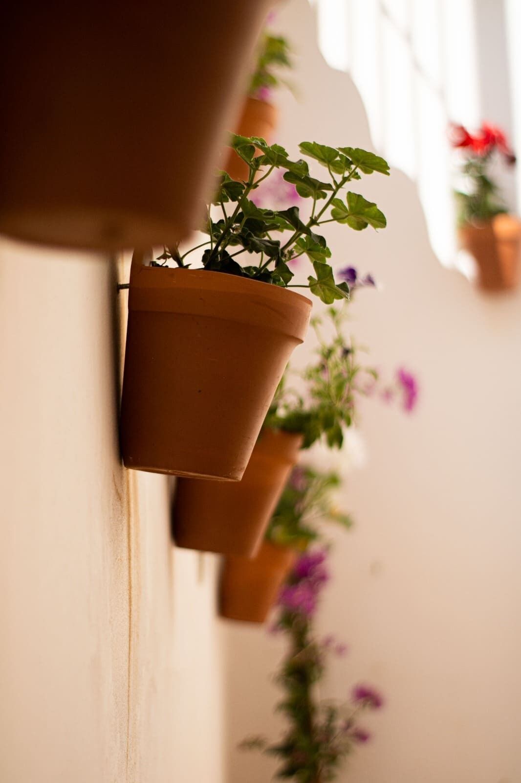 Una hilera de macetas de terracota con plantas y flores en una pared.
