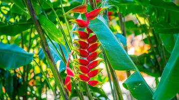 Un gros plan d’une plante aux fleurs rouges et aux feuilles vertes.