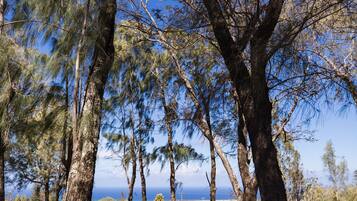 A forested area with tall trees and a clear view of the ocean in the background.