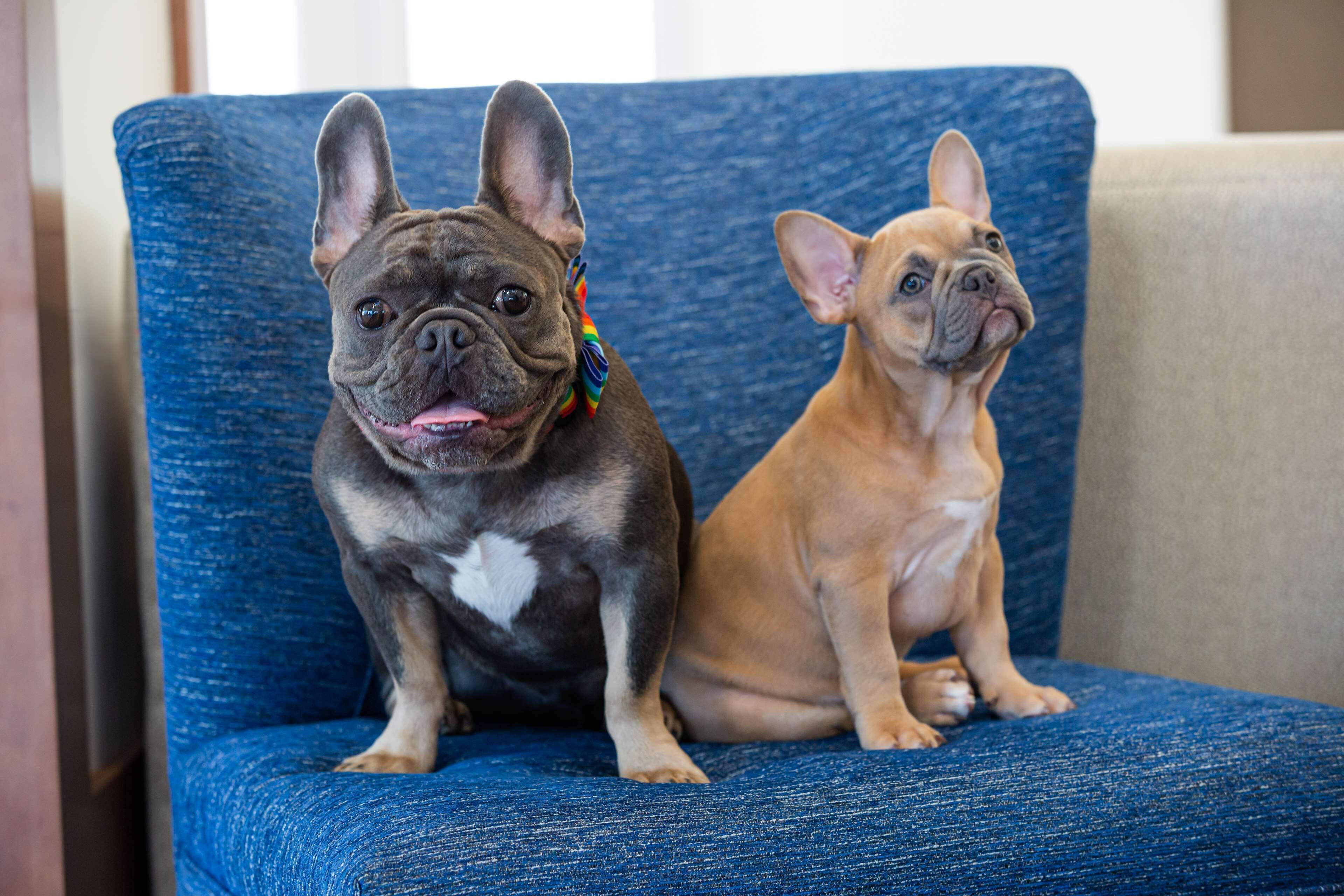 egyptian cotton sheets, premium bedding, down duvets, pillow-top beds