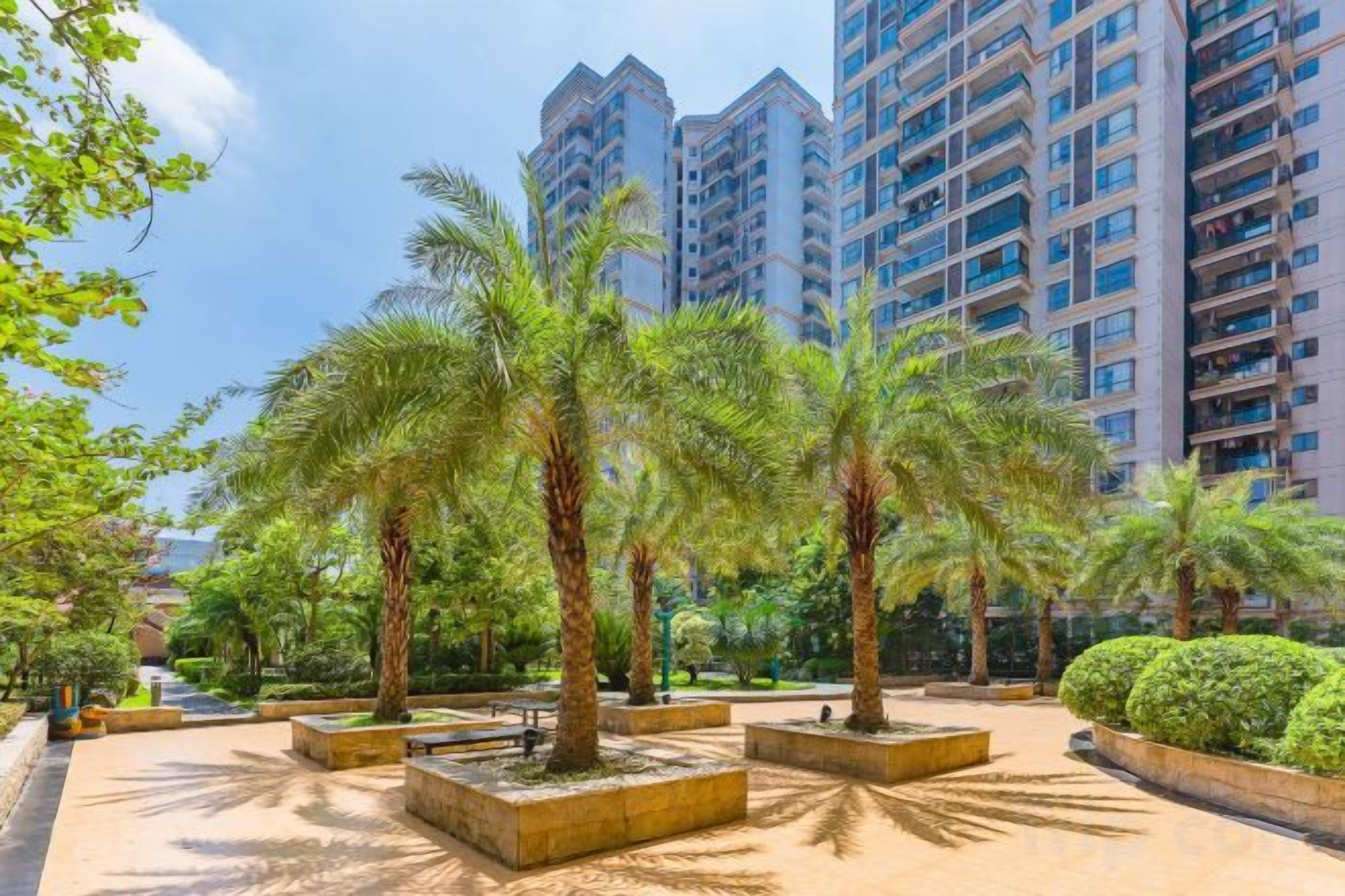 A courtyard with palm trees and a view of high-rise buildings.