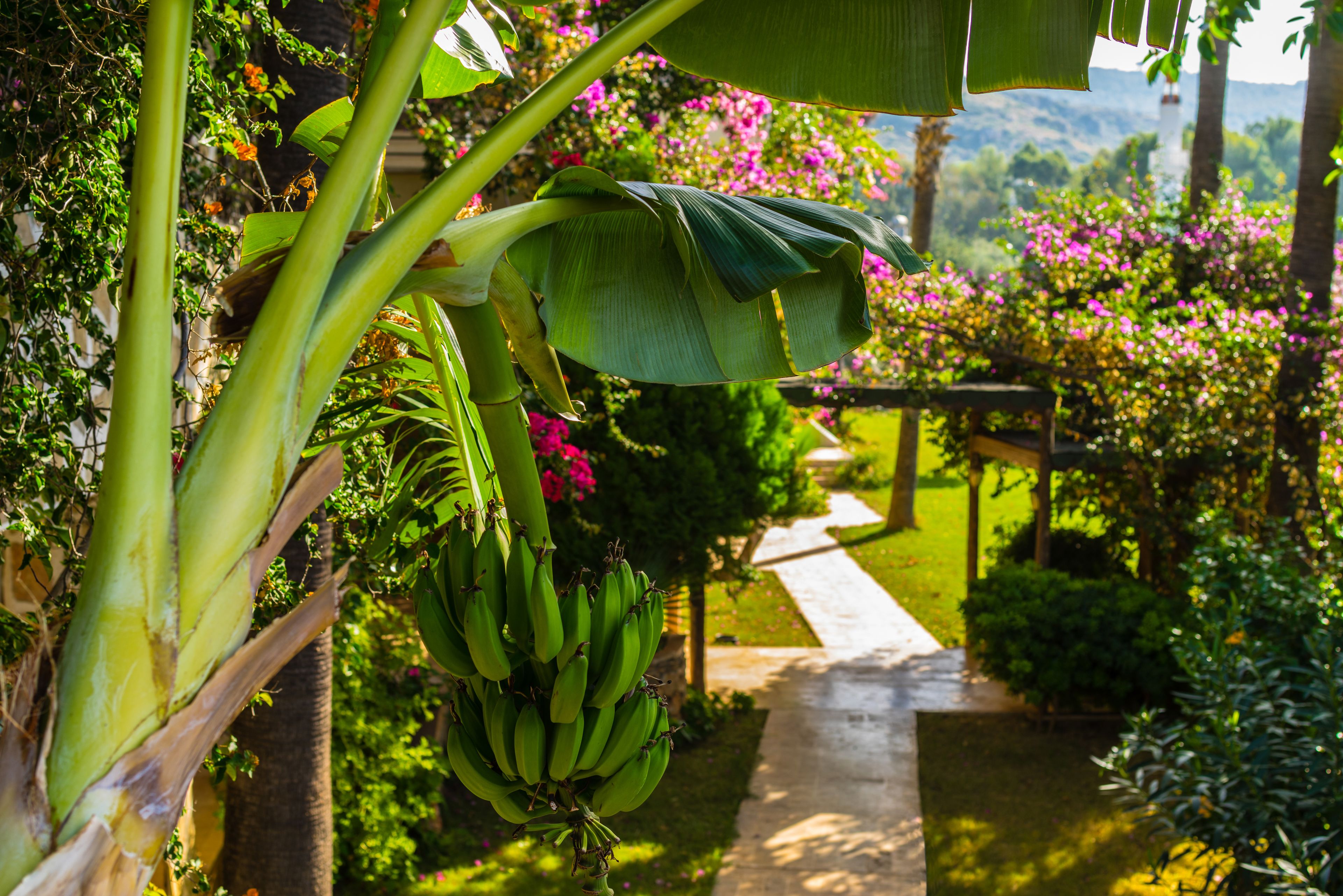 superior room | balcony view