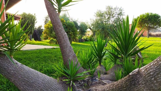 A garden with a large tree trunk, green plants, and a pathway. - CuccuruAio' B&B (Siamaggiore)