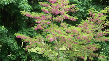 إطلالة على الحديقة