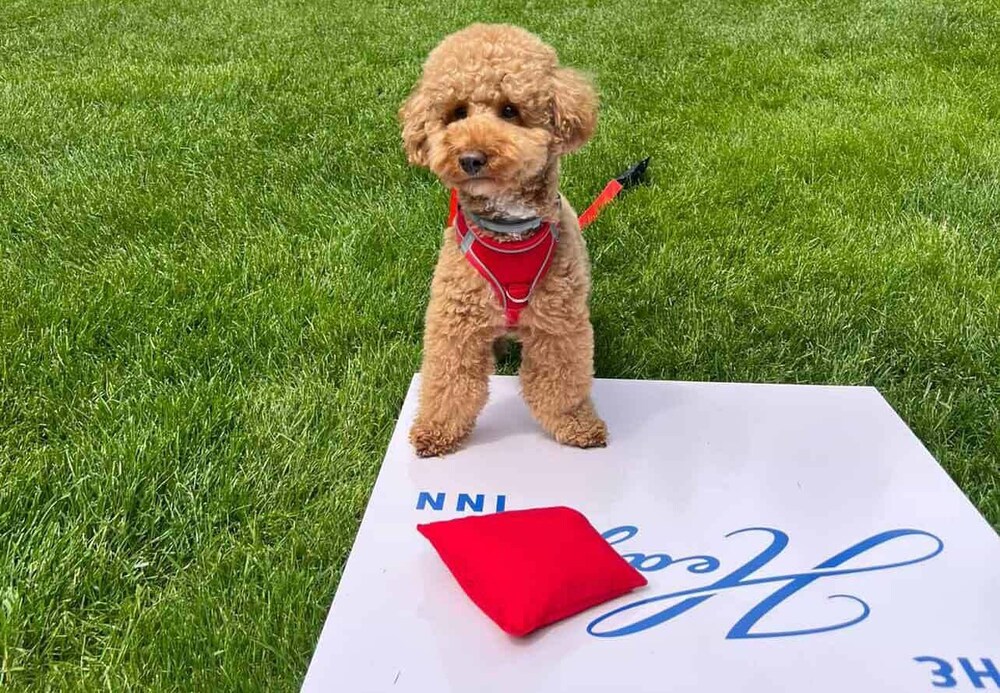 The Hedges Inn East Hampton by null