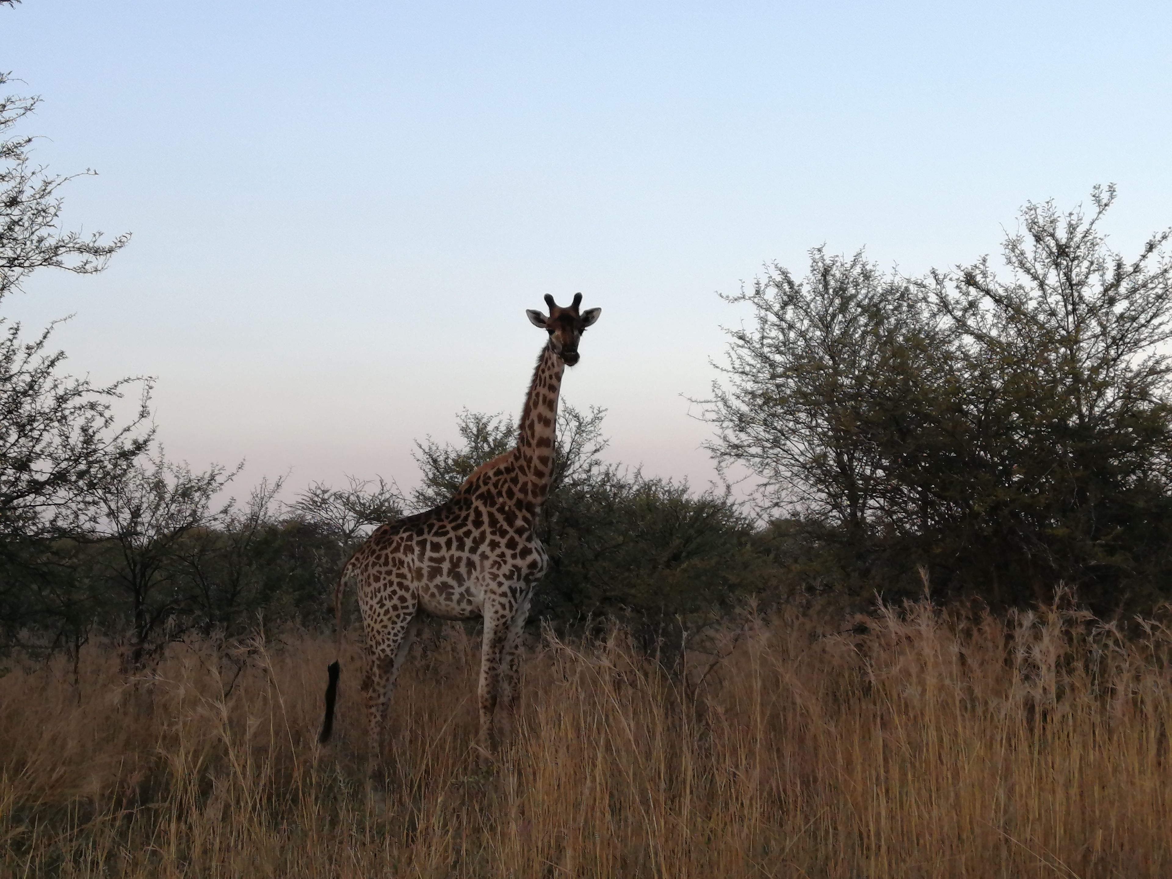 A giraffe standing in a natural setting with dry grass and sparse trees.
