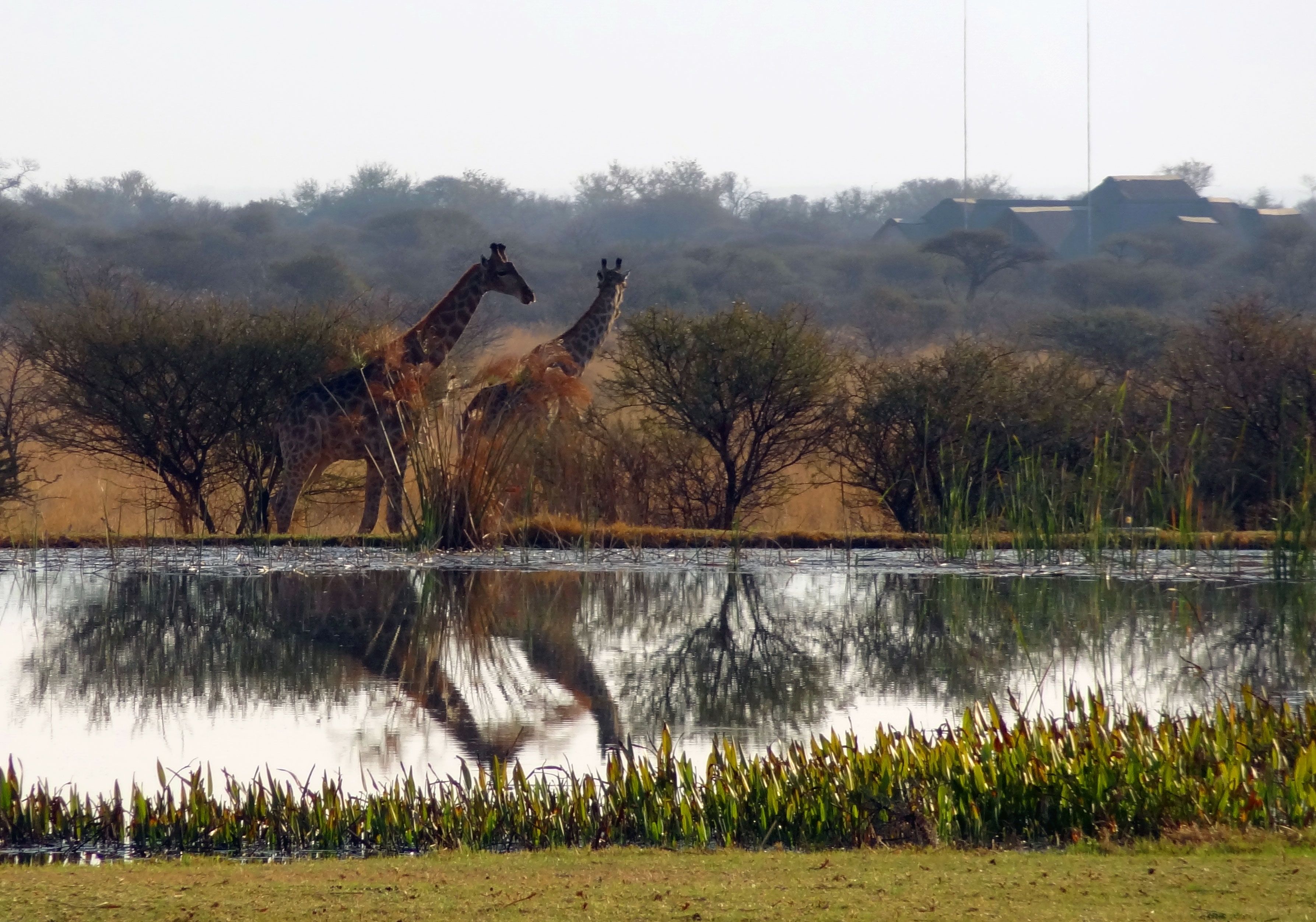 A serene landscape with two giraffes near a calm body of water, surrounded by trees and vegetation.