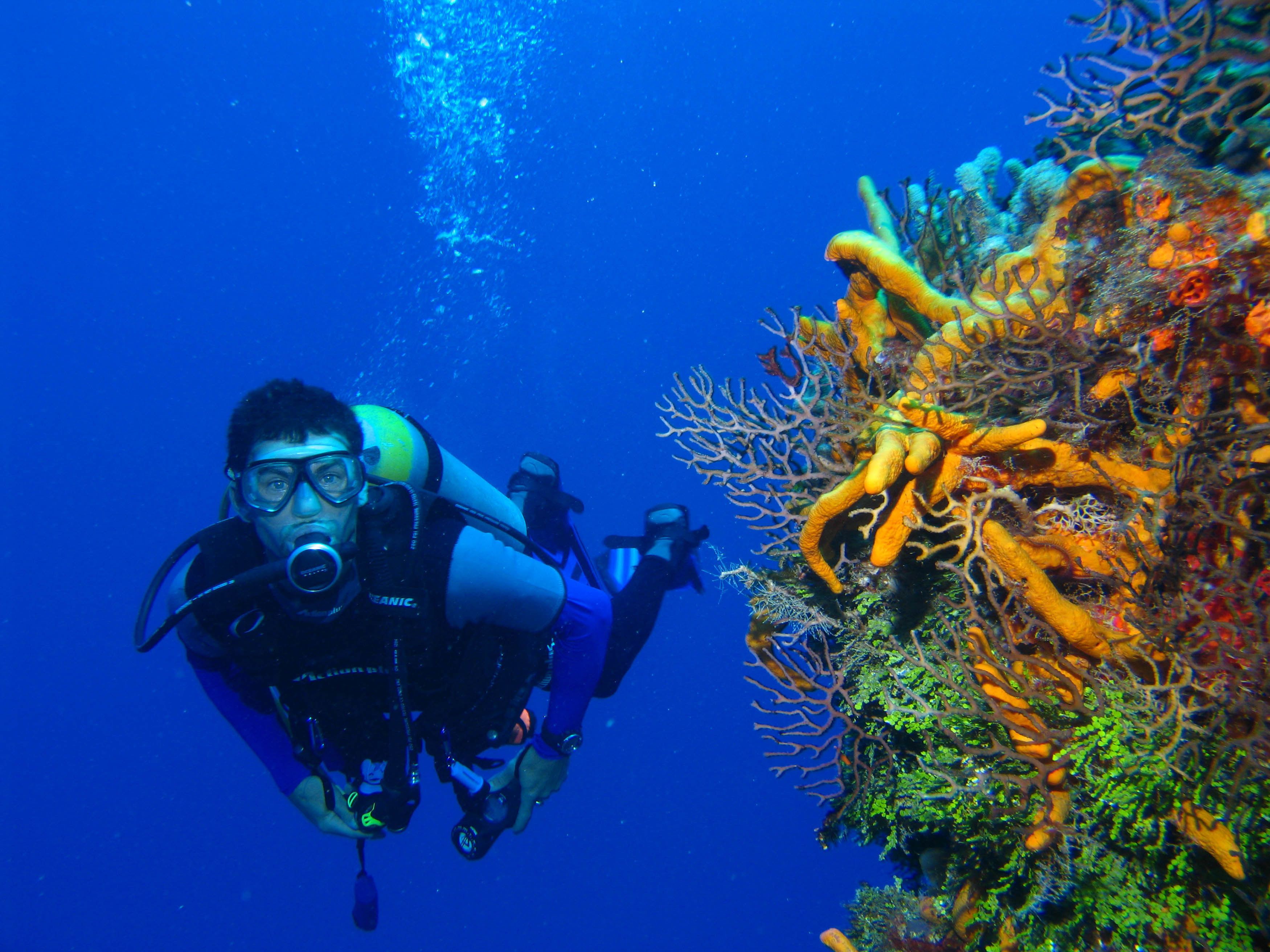 A diver exploring a vibrant coral reef with a variety of colorful corals and marine life.