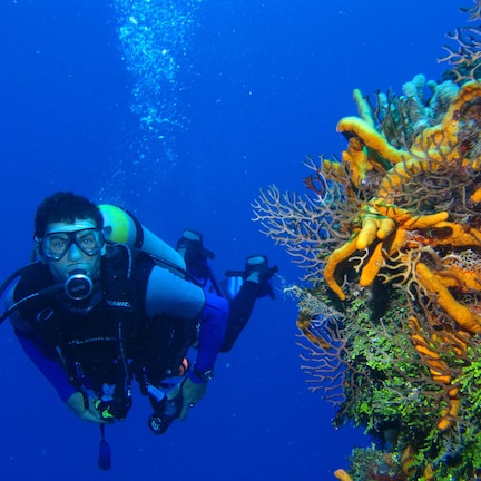 A diver exploring a vibrant coral reef with a variety of colorful corals and marine life.