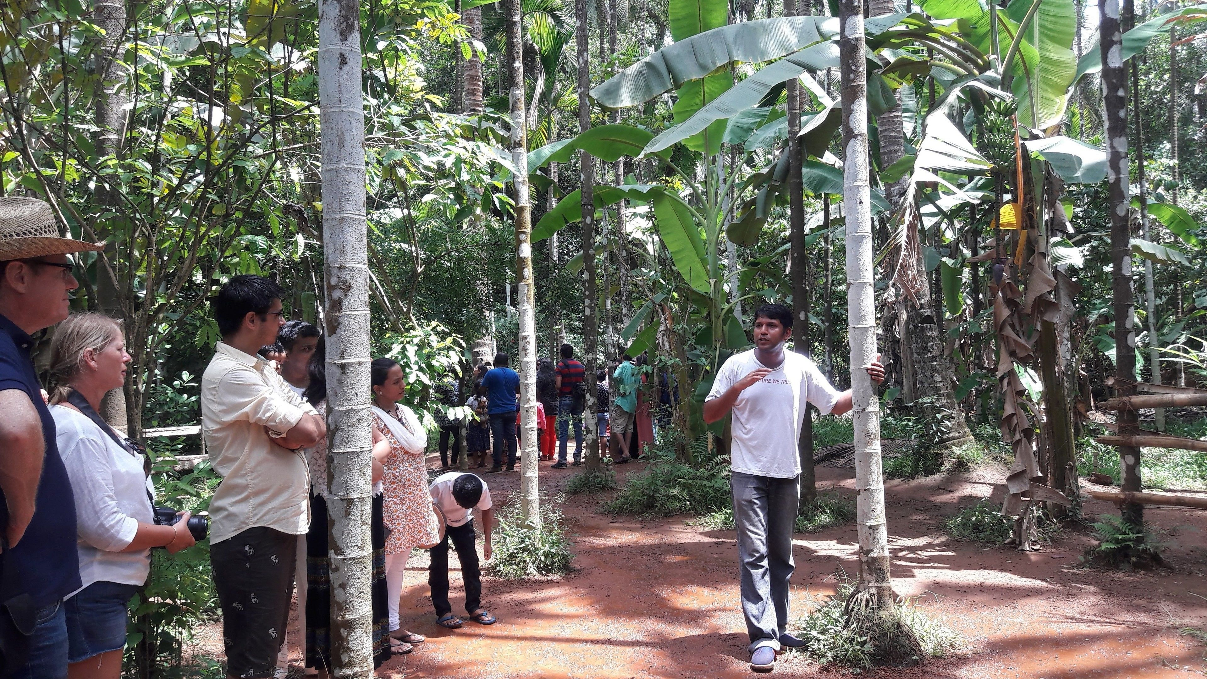 A group of people walking on a dirt path surrounded by banana trees and other tropical vegetation.