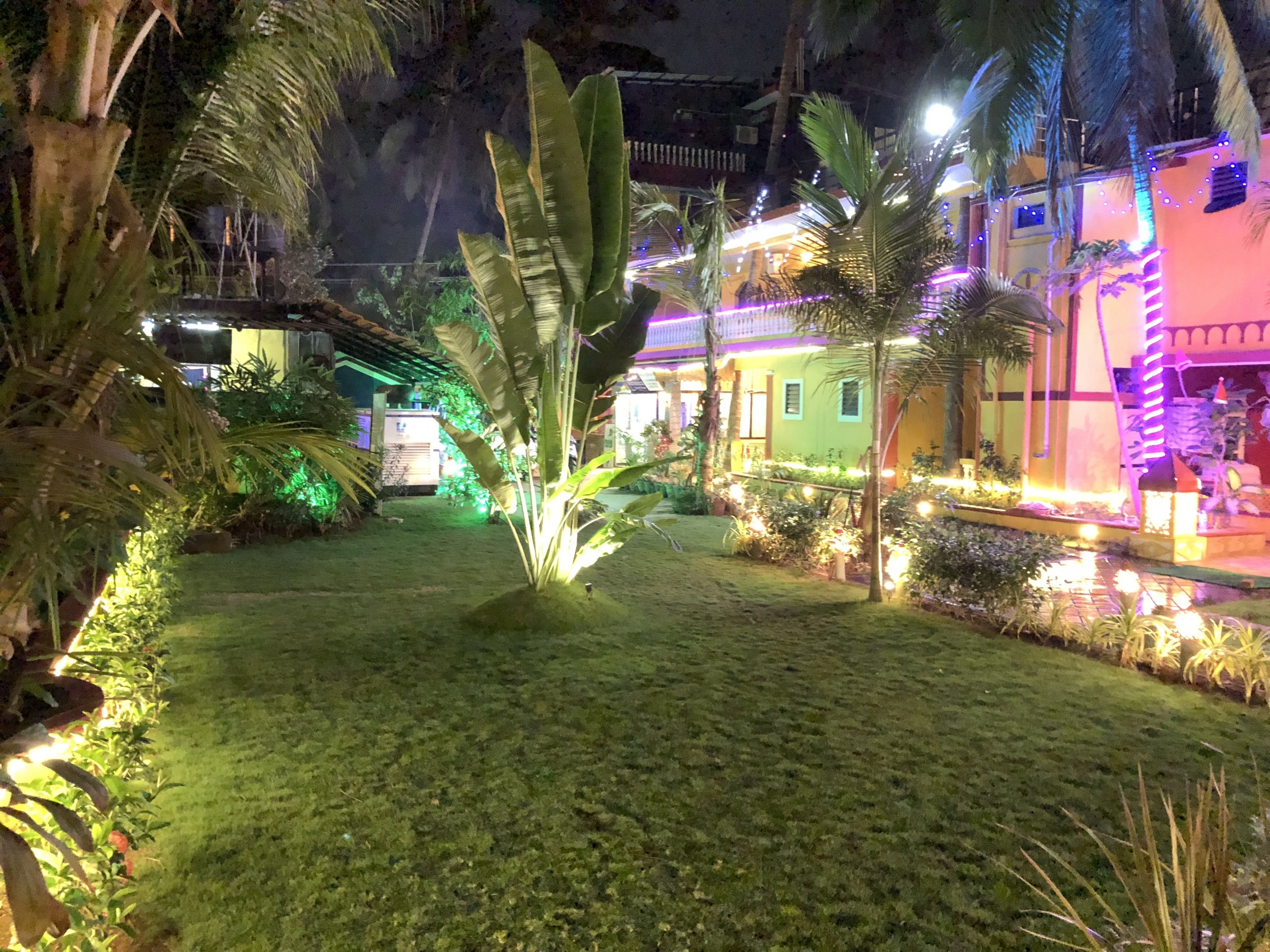 A well-lit garden area with a large banana plant, palm trees, and a building with colorful lighting.