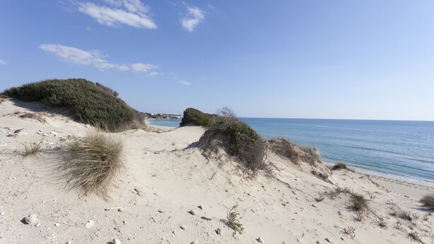 Een zandstrand met duinen en schaarse begroeiing.