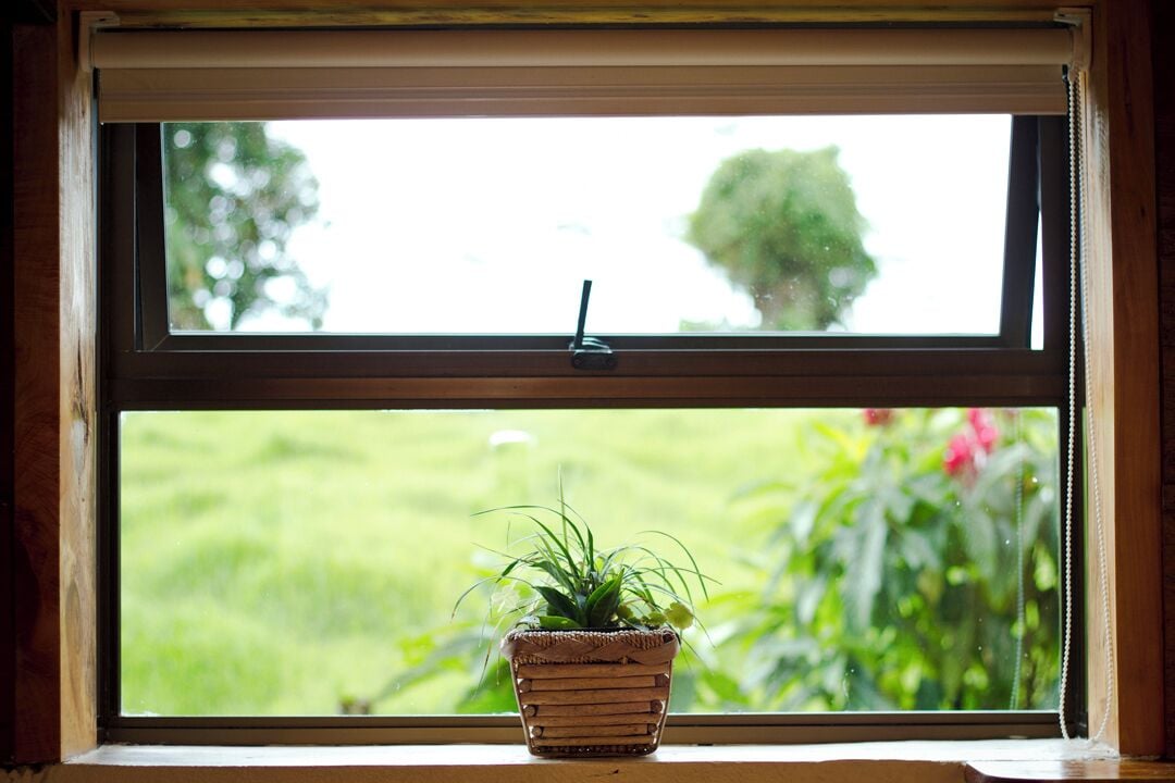 A window with a view of greenery outside, a potted plant on the windowsill, and a partially open window blind.