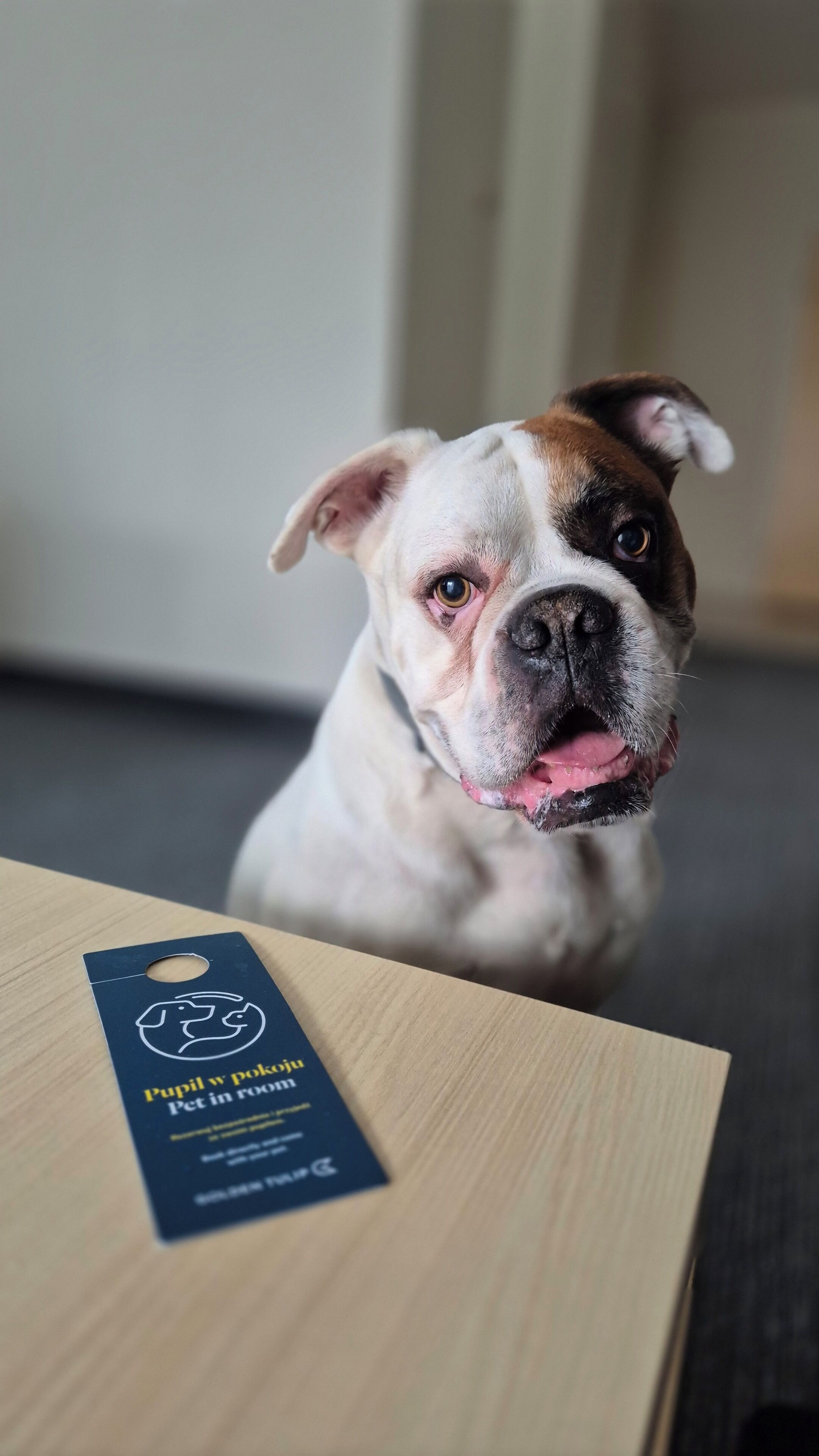 Een hond zit voor een houten kist met een label waarop staat: "Pupil w pokoj Pet in room".