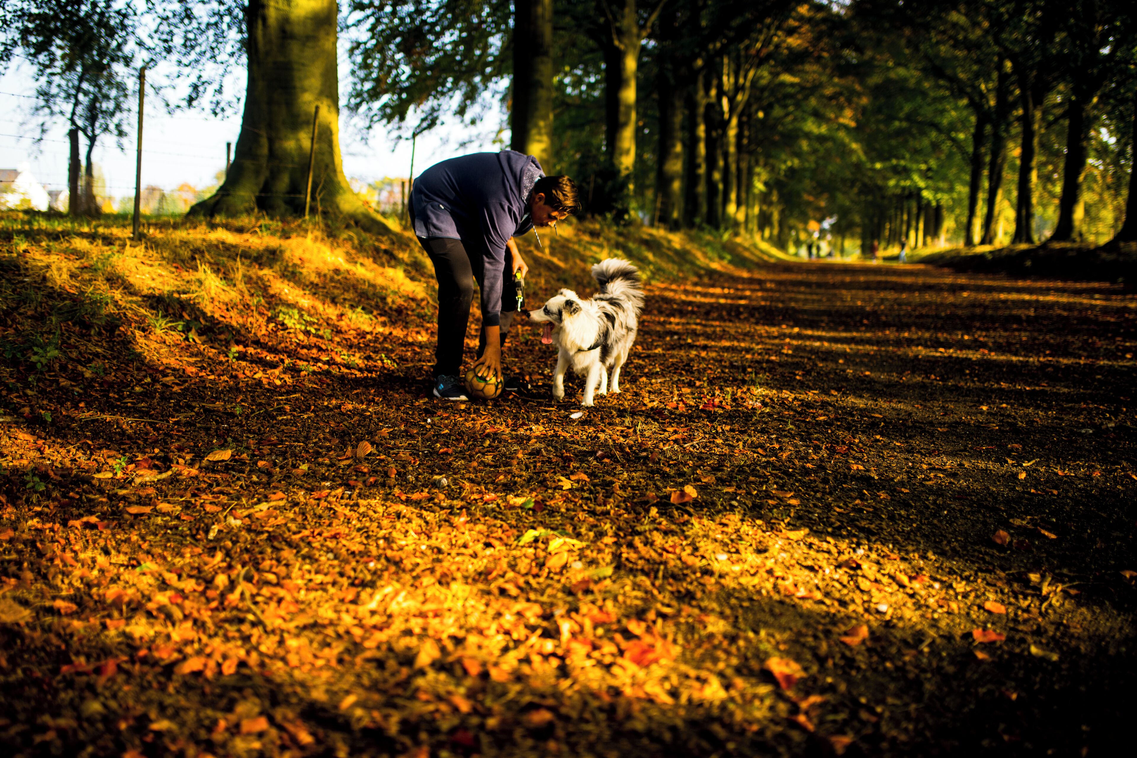A person playing with a dog on a leaf-covered path in a wooded area.