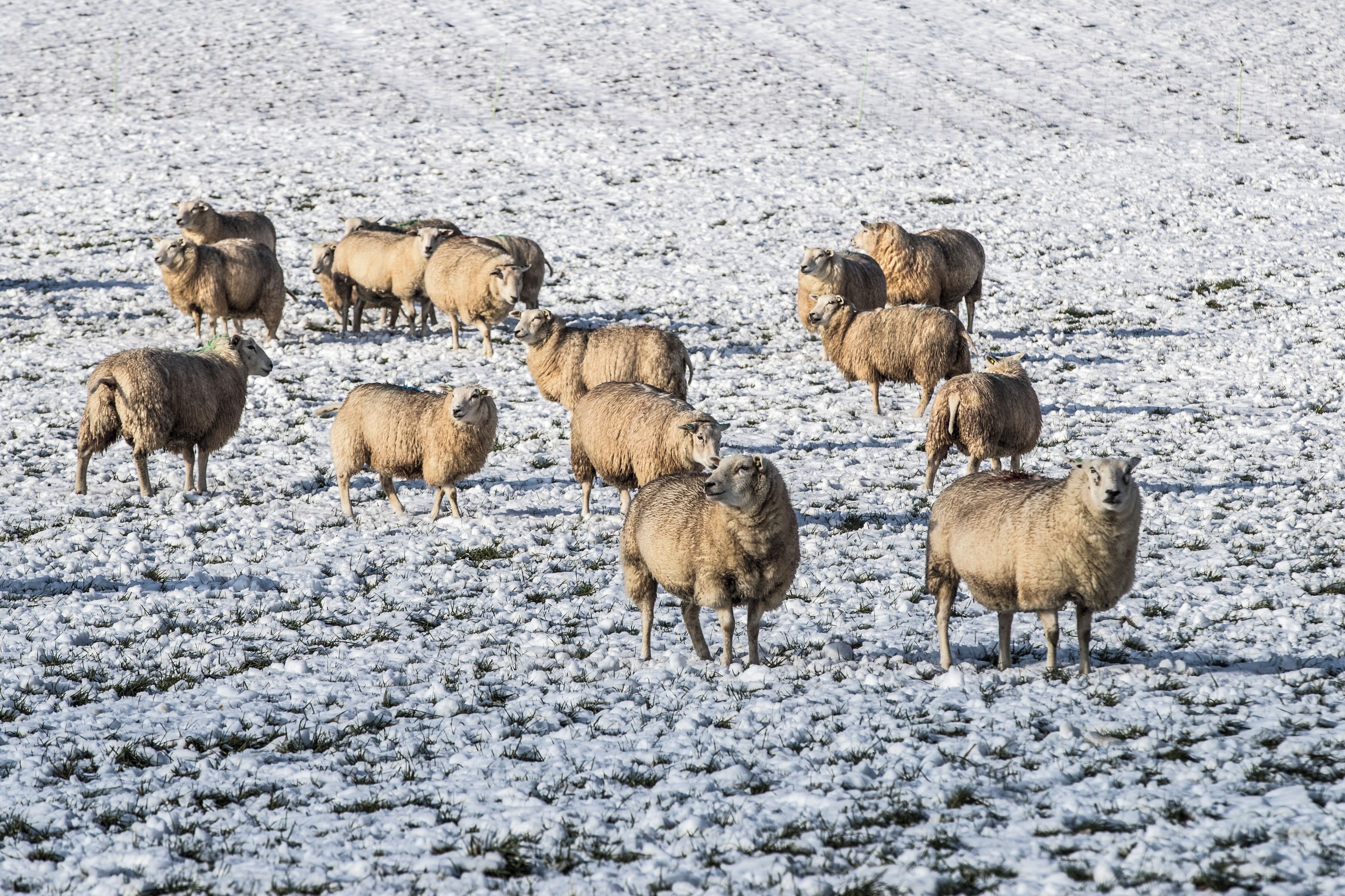 A group of sheep grazing in a snowy field.