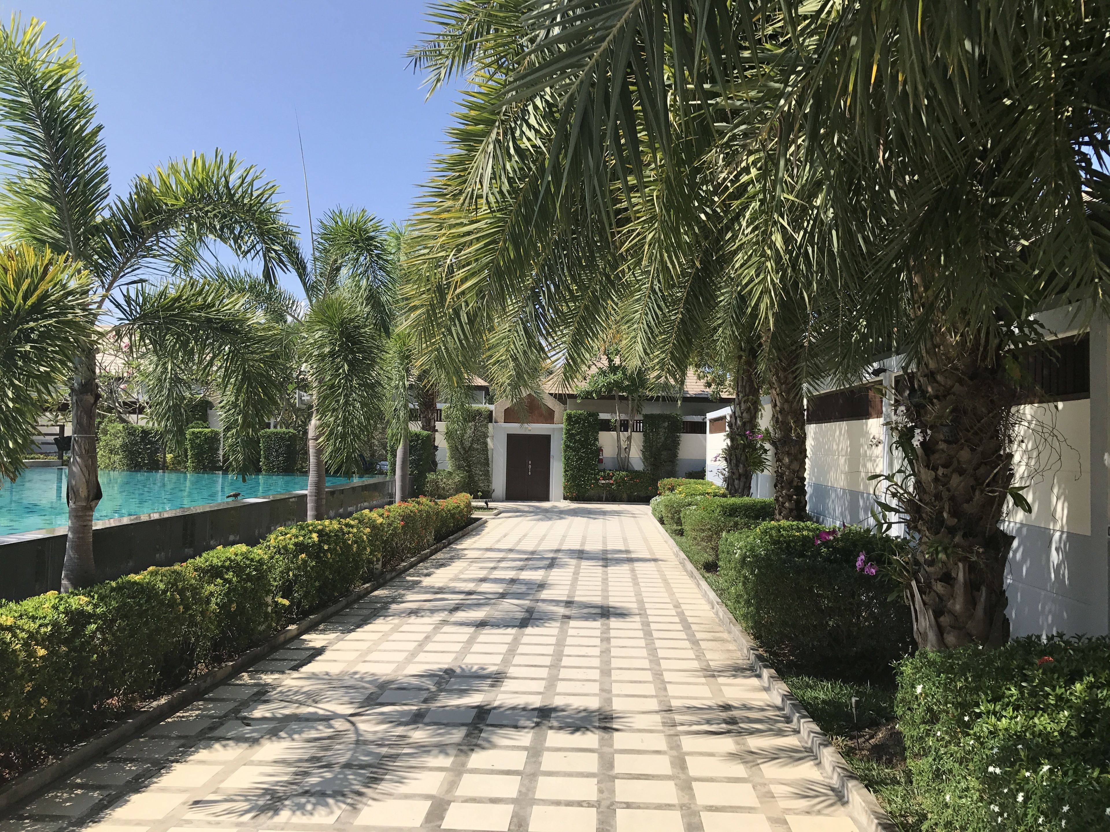 A pathway lined with palm trees and a pool on one side.