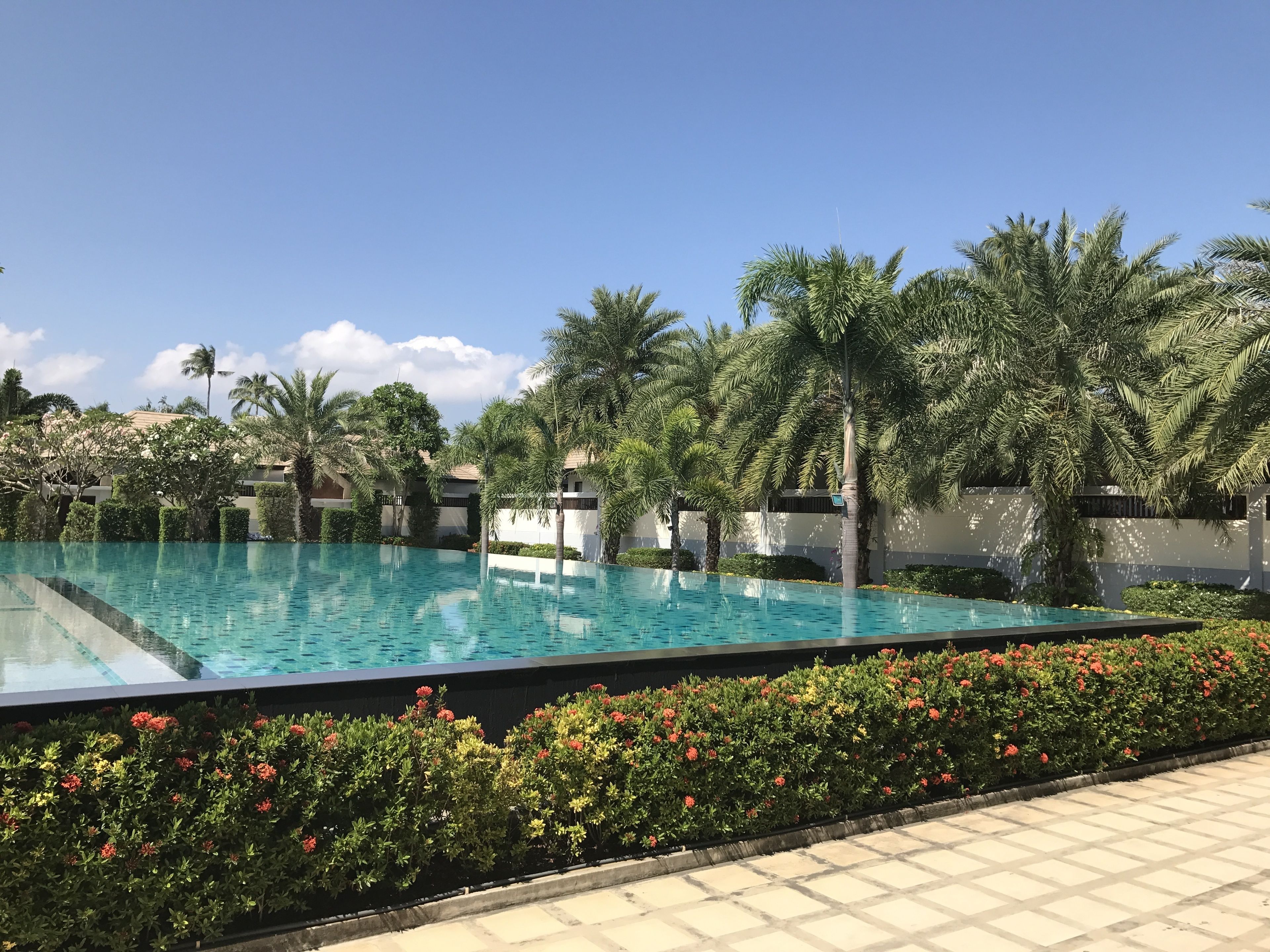 A swimming pool with a tiled deck, surrounded by palm trees and a hedge of red flowers.