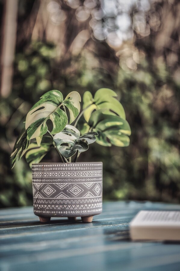 A potted plant with variegated leaves on a blue surface. - Kanela Studios (Zakynthos)