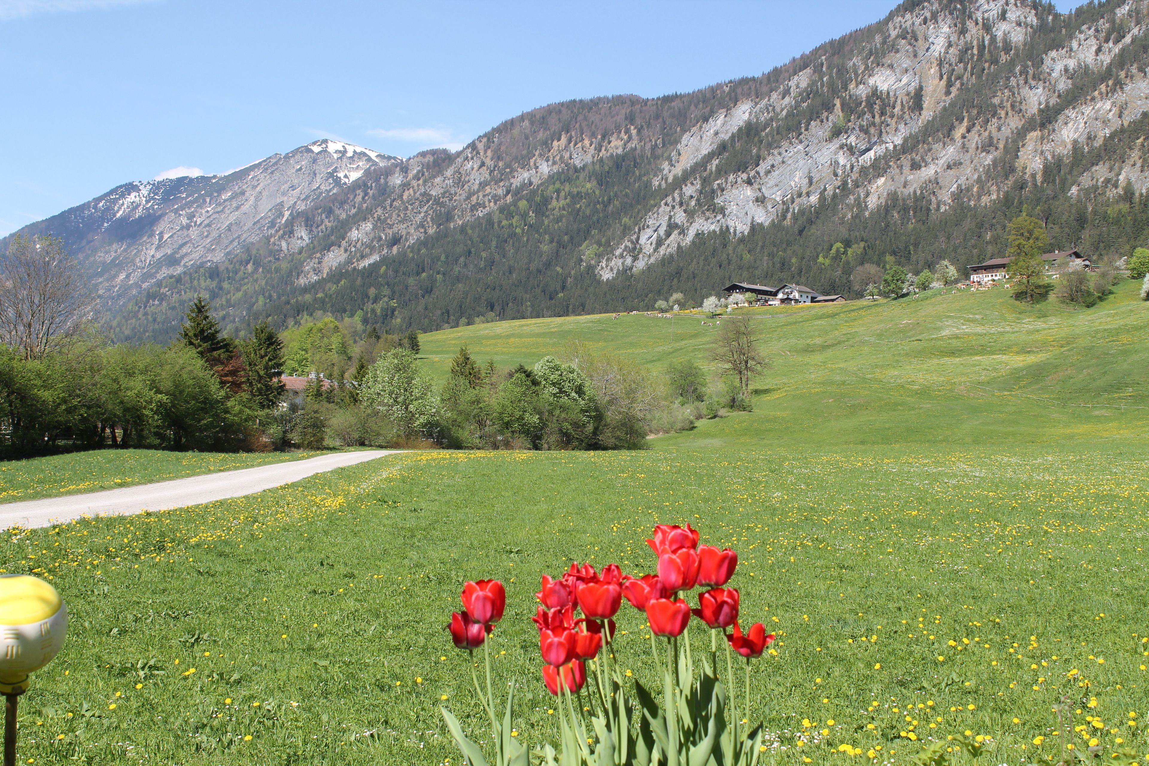 Paisaje rural con montañas al fondo, una carretera y un campo de tulipanes rojos.