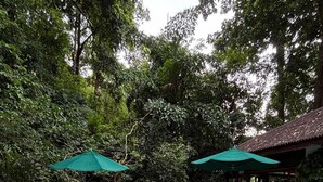 A rectangular pool with clear blue water, surrounded by lounge chairs and green umbrellas. - Ambong Rainforest Retreat (Langkawi)