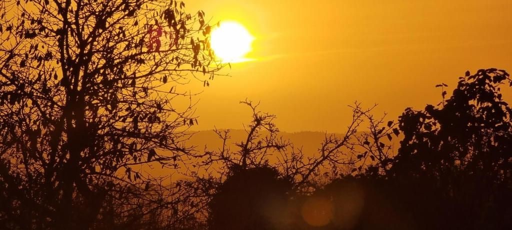 Pôr do sol com silhuetas de árvores e céu claro.