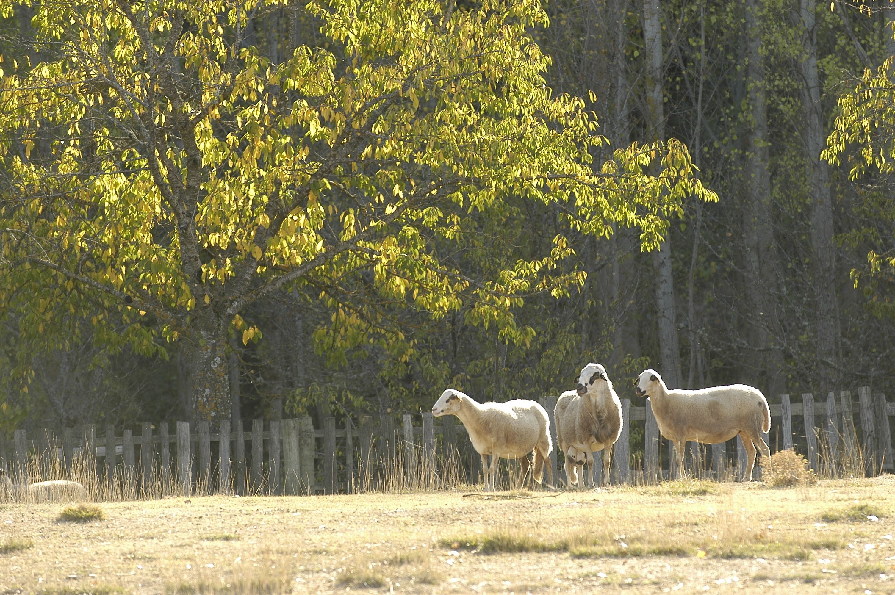 Photo - A. Montesinho Turismo