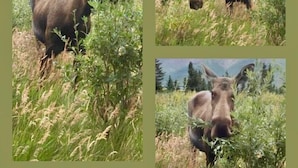 A moose in a grassy field with mountains in the background. - Denali Park Hotel (Healy)
