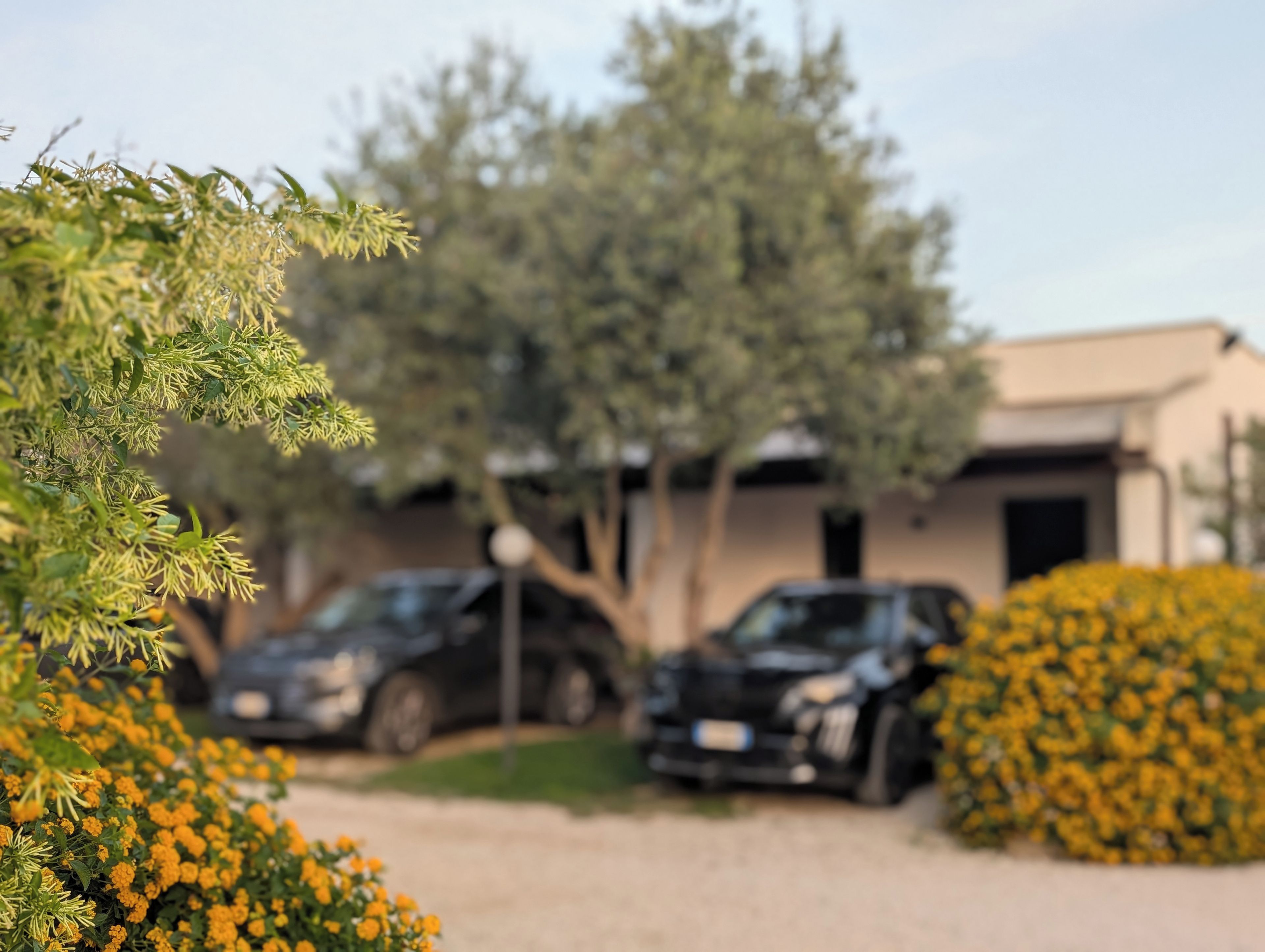 A residential area with parked cars, a house, and a tree.