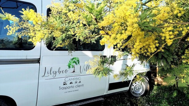 A white bus with 'Lilybee Villa' and 'CAMPING Transparente' written on it, parked with yellow flowering trees. - Lilybeo Village - Camping & Residence (Marsala)