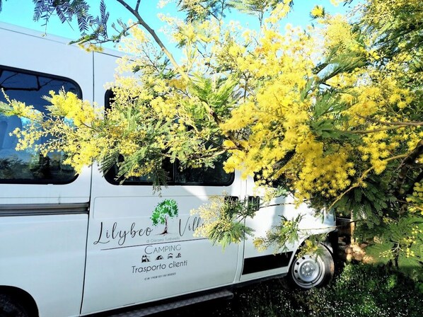 A white bus with 'Lilybee Villa' and 'CAMPING Transparente' written on it, parked with yellow flowering trees. - Lilybeo Village - Camping & Residence (Marsala)