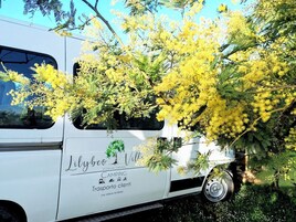 Un autobus bianco con la scritta 'Lilybee Villa' e 'CAMPING Transparente', parcheggiato davanti a alberi fioriti di colore giallo.
