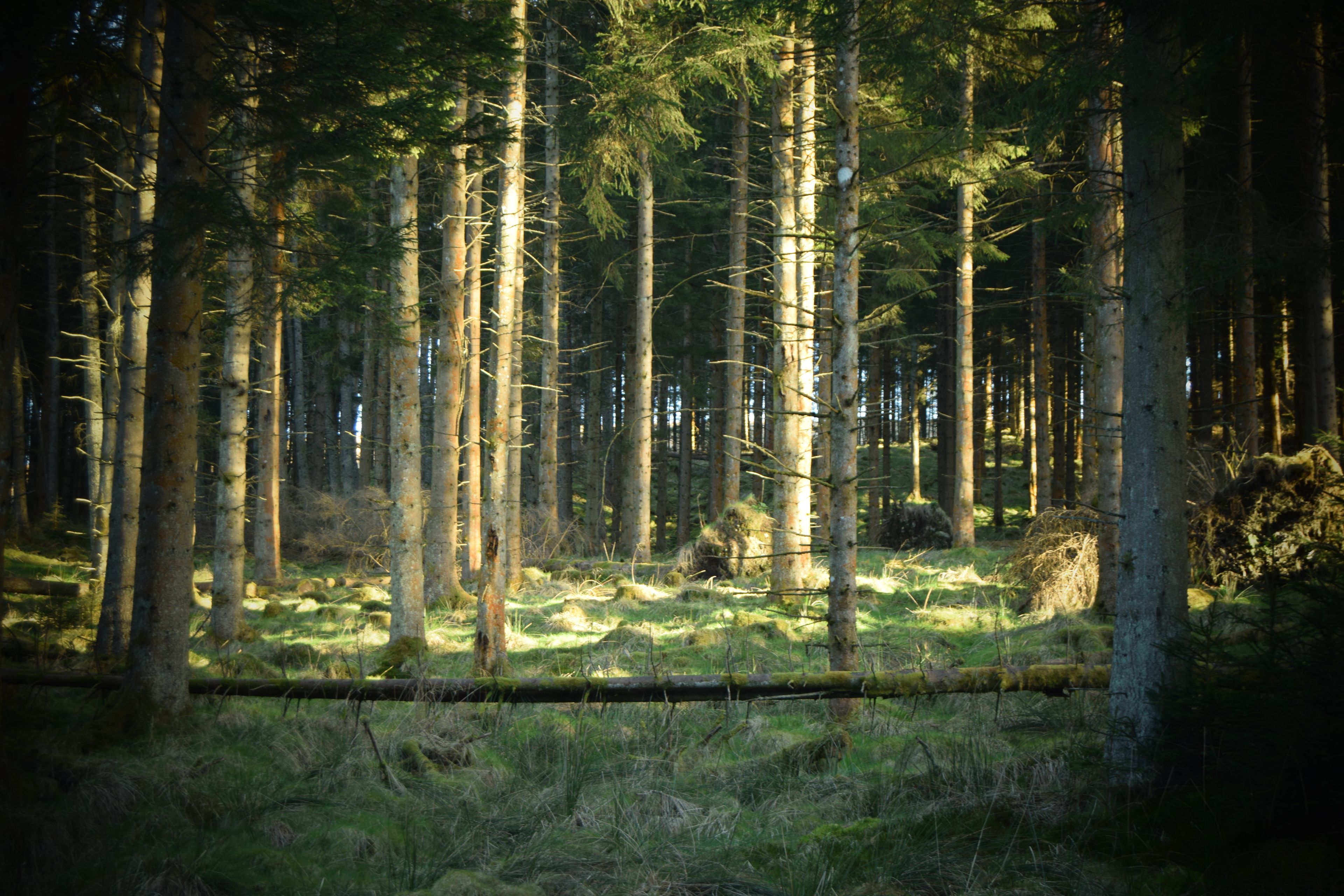 A dense forest with tall trees and a fallen log in the foreground.