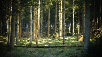 A dense forest with tall trees and a fallen log in the foreground.