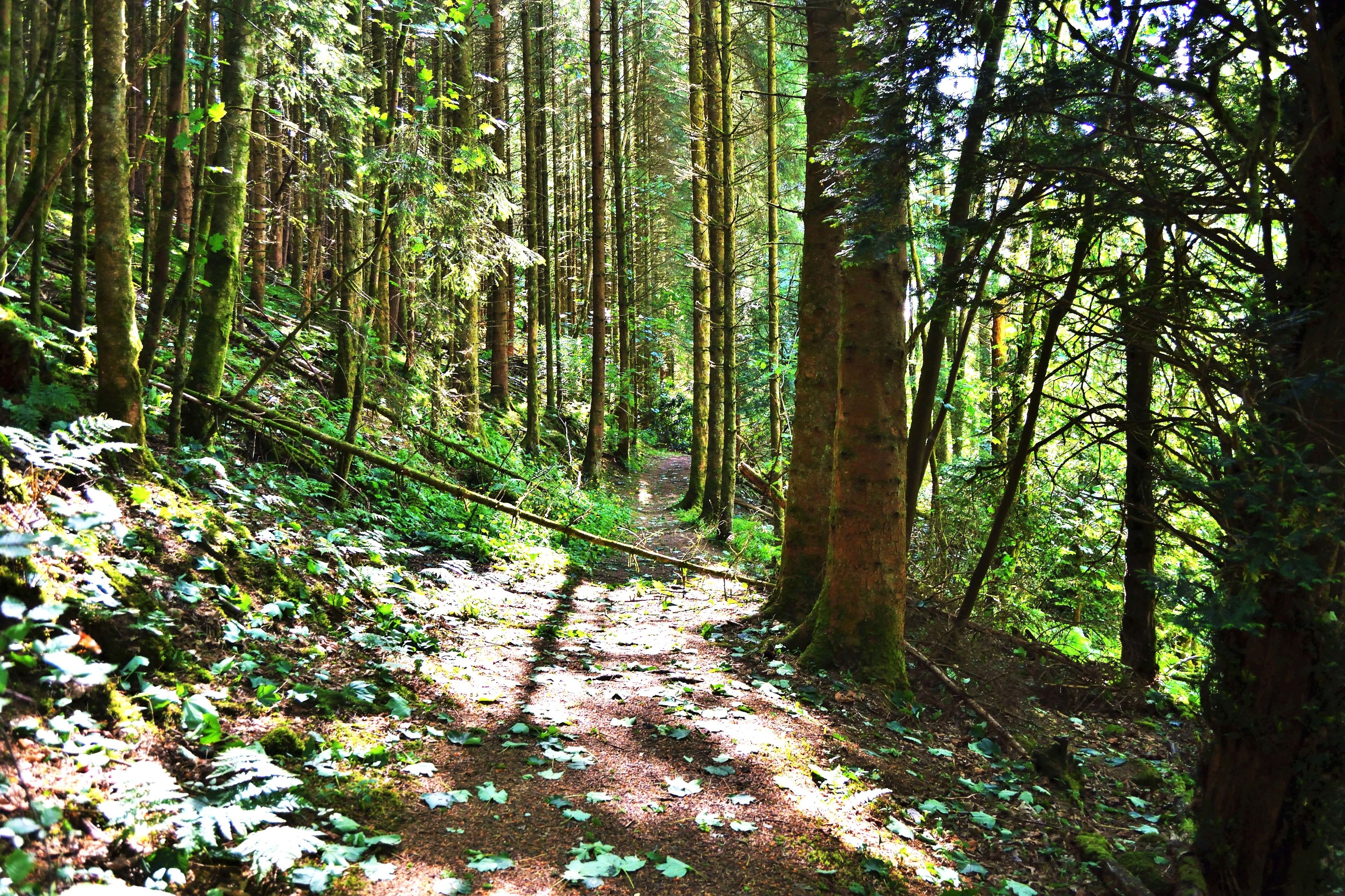 Ein Waldpfad gesäumt von hohen Bäumen und Farnen.