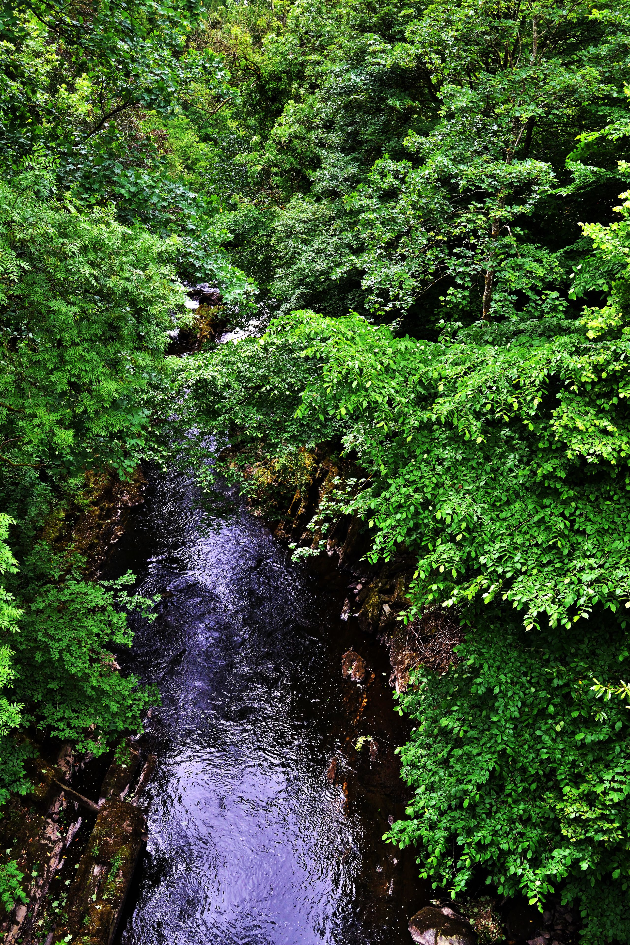 A dense forest with a stream running through it.