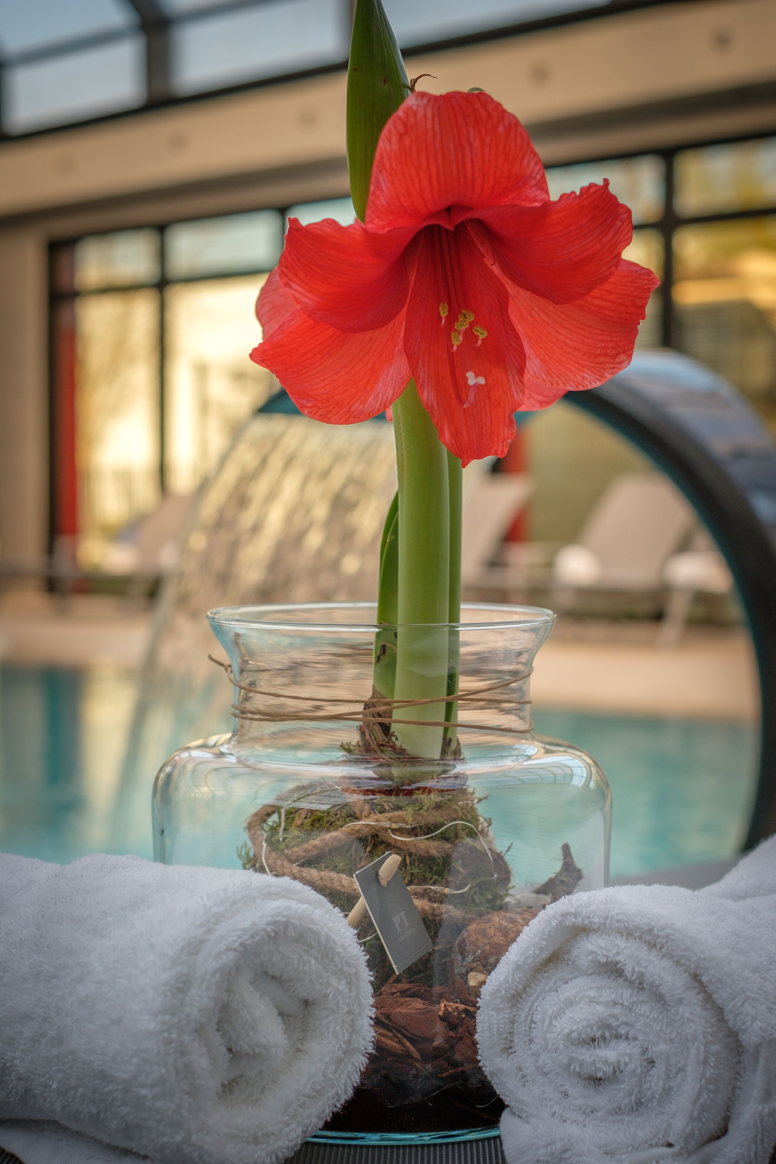 Un florero de vidrio con una flor roja y toallas blancas enrolladas en un entorno junto a la piscina.