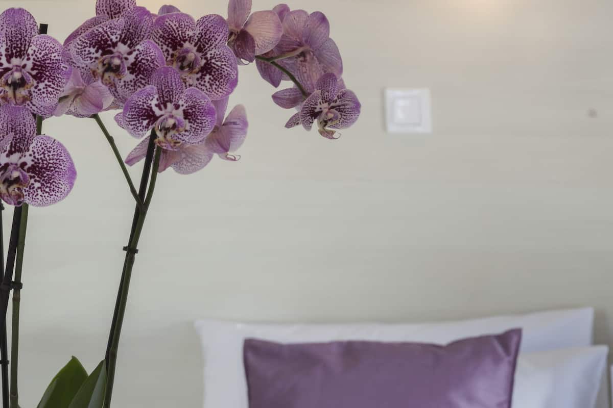 Standard Single Room | Desk, blackout curtains, iron/ironing board, free cots/infant beds